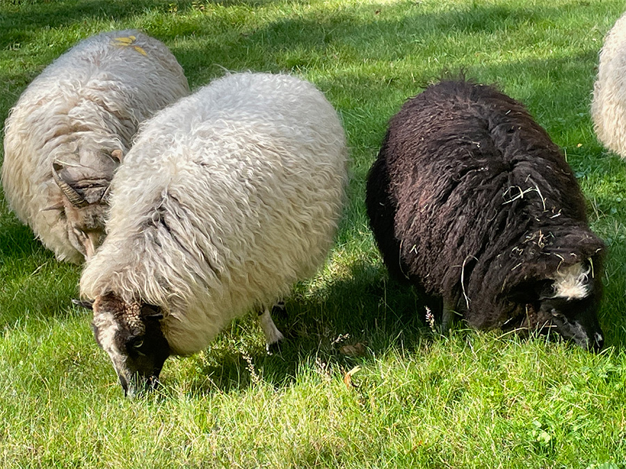 3sheep_grazing.jpg