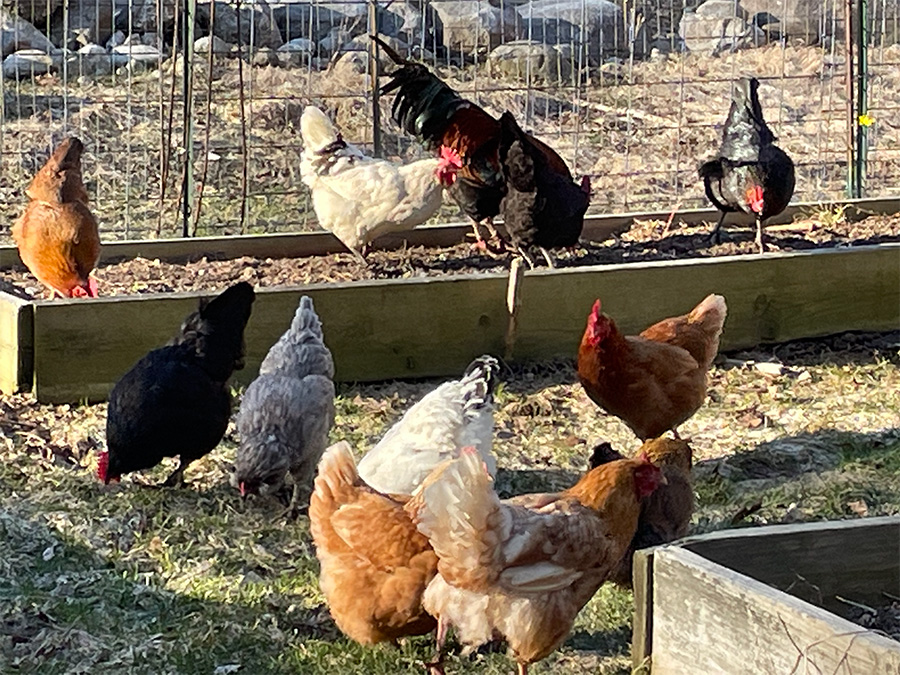 chickens_in_garden.jpg