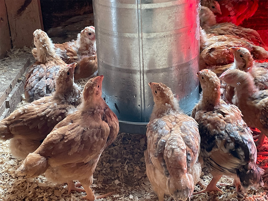 meat_chicks_waterer.jpg