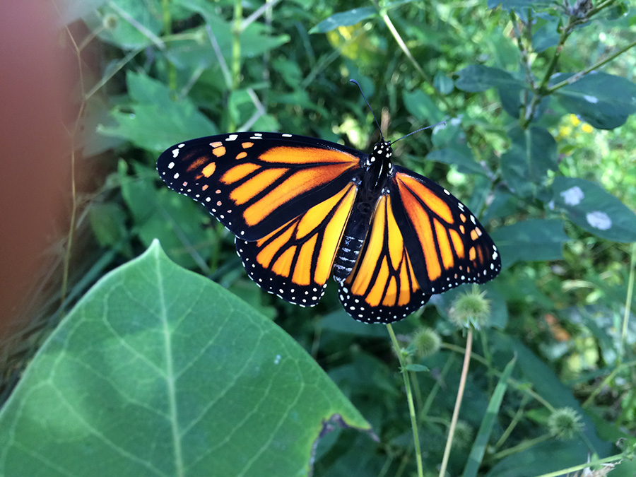 monarch_butterfly.jpg